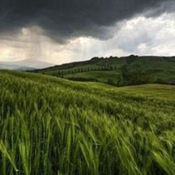 В Украине гибнет собранный урожай